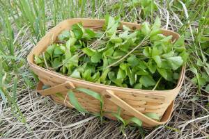 A basket of lovage leaves harvested at a Kenai Peninsula beach, June 9, 2023. (Photo by Matt Bowser/USFWS)