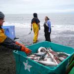 Salmon are collected at a test site for beach seine nets near Kenai, Alaska, on Tuesday, July 30, 2024. (Jake Dye/Peninsula Clarion)