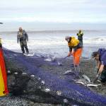Salmon and flounder are rolled free of beach seine nets at a test site for the gear near Kenai, Alaska, on Tuesday, July 30, 2024. (Jake Dye/Peninsula Clarion)