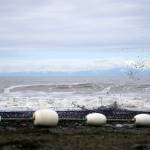 Salmon are caught in a beach seine net at a test site for the gear near Kenai, Alaska, on Tuesday, July 30, 2024. (Jake Dye/Peninsula Clarion)