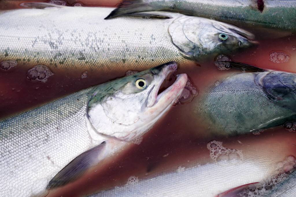 Salmon are collected at a test site for beach seine nets near Kenai, Alaska, on Tuesday, July 30, 2024. (Jake Dye/Peninsula Clarion)
