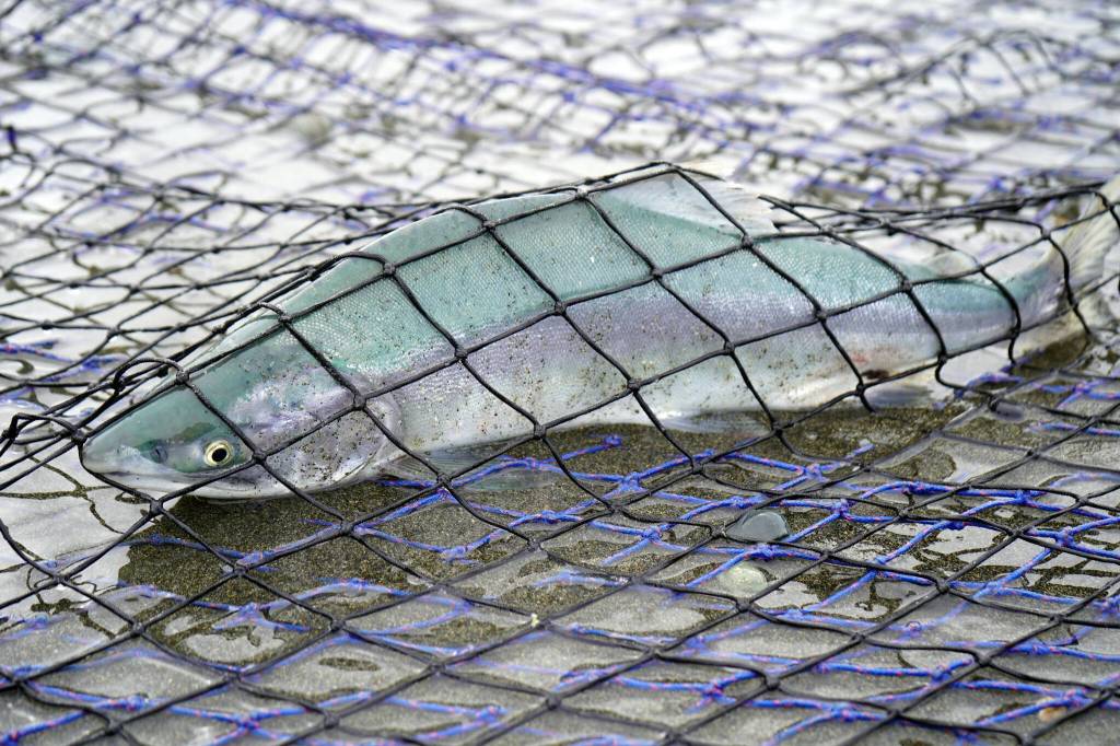 Salmon are caught in a beach seine net at a test site for the gear near Kenai, Alaska, on Tuesday, July 30, 2024. (Jake Dye/Peninsula Clarion)
