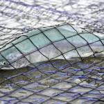 Salmon are caught in a beach seine net at a test site for the gear near Kenai, Alaska, on Tuesday, July 30, 2024. (Jake Dye/Peninsula Clarion)