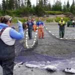 Beach seine nets are pulled from the waters of Cook Inlet at a test site for the gear near Kenai, Alaska, on Tuesday, July 30, 2024. (Jake Dye/Peninsula Clarion)