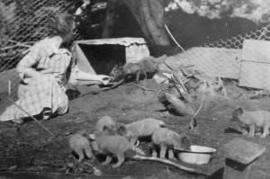 Nellie McCullagh feeds a pen-raised fox on her familys farm in Kachemak Bay, in 1922. (Photo courtesy of the Peggy Arness Collection)