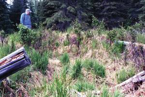 Drew OBrien explores the ruins of the Kings County Mining Companys cabin near Skilak Lake, circa 1999, about a century after it was constructed alongside a then-unnamed stream. (Photo by Clark Fair)