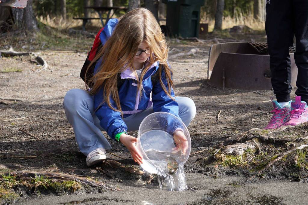 Students stock rainbow trout into Johnson Lake during Salmon Celebration, hosted by the Alaska Department of Fish and Game near Kasilof, Alaska, on Wednesday, May 7, 2025. (Jake Dye/Peninsula Clarion)