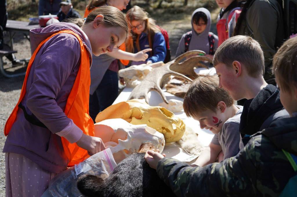 Students view bear fur and skulls during Salmon Celebration, hosted by the Alaska Department of Fish and Game near Kasilof, Alaska, on Wednesday, May 7, 2025. (Jake Dye/Peninsula Clarion)