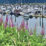 Fireweed blooms along the Homer Spit walking path by the Homer Harbor on Wednesday, Aug. 2, 2023 in Homer, Alaska. Photo by Christina Whiting