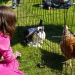 Children visit a petting zoo during Saturday Market at the Goods in Soldotna, Alaska, on Saturday, June 14, 2025. (Jake Dye/Peninsula Clarion)