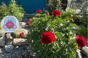 Peonies bloom on Friday, July 4, 2024, in the garden beside Cosmic Kitchen on Pioneer Avenue in Homer, Alaska. Photo by Christina Whiting