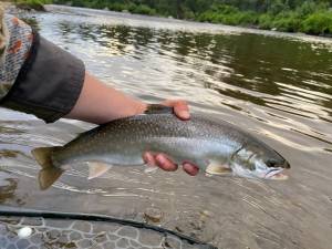 An angler holds up a dolly varden for a photograph on Wednesday, July 16. (Photo courtesy of Koby Etzwiler)
