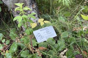A small placard provides context and the traditional, indigenous names of a Kenai Birch tree in the Pratt Museum Botanical Garden on Friday, July 25. The Kenai Birch is a hybrid species only present on the Kenai Peninsula. (Chloe Pleznac/Homer News)