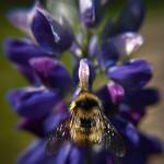 The Lupine Visitor is a photograph by Katie Martin on display in her macro photography exhibit, Small Wonders of the Wild, at Grace Ridge Brewing. Photo provided by Grace Ridge Brewing