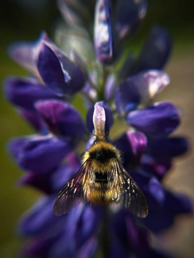 The Lupine Visitor is a photograph by Katie Martin on display in her macro photography exhibit, Small Wonders of the Wild, at Grace Ridge Brewing. Photo provided by Grace Ridge Brewing