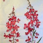 Artist Sharlene Cline will host a fireweed Chinese brush painting session on Aug. 22, 2025, at Homer Council on the Arts in Homer, Alaska. (Photo provided by Homer Council on the Arts)