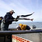 Gary Hollier and other east side setnetters offload sockeye salmon on a beach in Kalifornsky, Alaska, on Wednesday, Aug. 6, 2025. (Jake Dye/Peninsula Clarion)