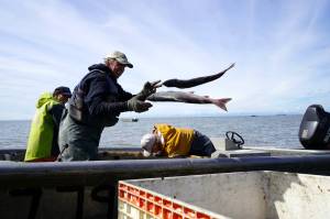 Gary Hollier and other east side setnetters offload sockeye salmon on a beach in Kalifornsky, Alaska, on Wednesday, Aug. 6, 2025. (Jake Dye/Peninsula Clarion)