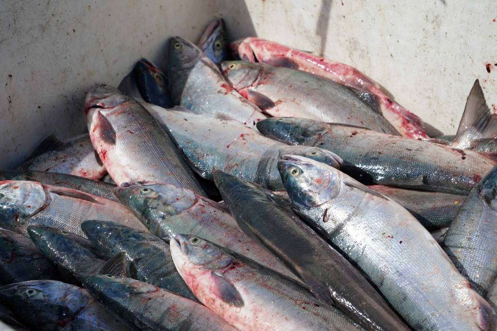 Sockeye salmon are piled in a crate on a beach in Kalifornsky, Alaska, on Wednesday, Aug. 6, 2025. (Jake Dye/Peninsula Clarion)