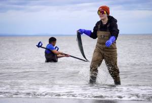 A sockeye salmon is carried from the waters of Cook Inlet on North Kenai Beach in Kenai, Alaska, during the first day of the Kenai River personal use dipnet fishery on Thursday, July 10, 2025. (Jake Dye/Peninsula Clarion)