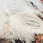 “Hair ice” grows from the forest floor in Fairbanks, Alaska. Photo courtesy of Ned Rozell