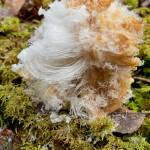 Chris Greenfield-Pastro finds hair ice on the forest floor during a recent walk in Fairbanks, Alaska. Photo courtesy Chris Greenfield-Pastro