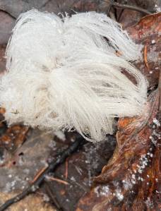 Hair ice grows from the forest floor in Fairbanks, Alaska. Photo courtesy of Ned Rozell