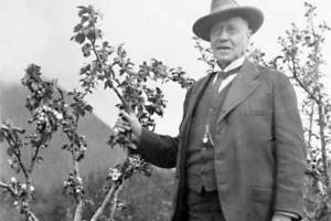 Prof. C.C. Georgeson, circa 1910s, inspects an apple tree on one of his Alaska agricultural experiment stations. (Image from the Rasmuson Library historical archives at the University of Alaska Fairbanks)