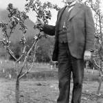Prof. C.C. Georgeson, circa 1910s, inspects an apple tree on one of his Alaska agricultural experiment stations.