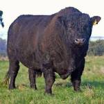 This Wikipedia photo shows an example of the hardy Galloway breed of cattle that were imported from Scotland to the Kenai and Kodiak agricultural experiment stations in 1906.