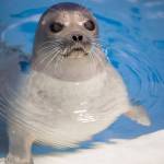 A young male ringed seal, rescued from an oilfield in Alaska's Beaufort Sea on Dec. 17, 2025, is receiving care at the Alaska SeaLife Center in Seward, Alaska. Photo courtesy Kaiti Grant/Alaska SeaLife Center