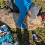 Biologist Jordan Pruszenski measures an anesthetized bear during May 2025. Biologists take measurements and samples before attaching a satellite/ video collar to the bear’s neck. Photo courtesy Alaska Department of Fish and Game
